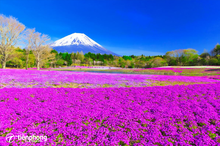 Du lịch Nhật Bản để đón Mùa Hoa Chi Anh sắp nở rộ
